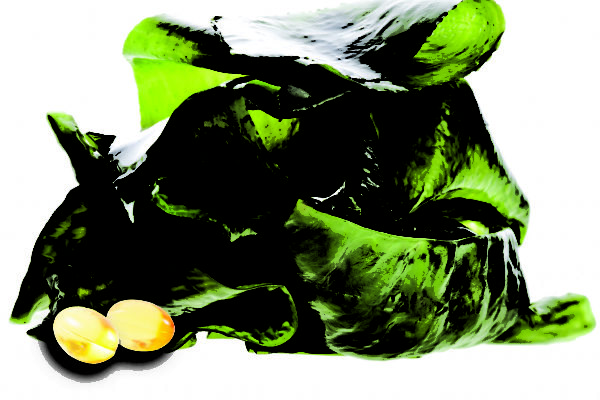 Algae Oil – Omega 3 DHA