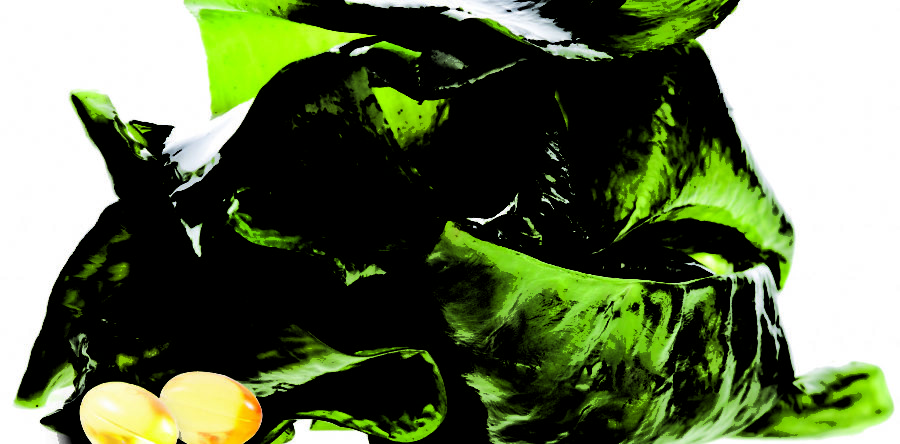 Algae Oil – Omega 3 DHA